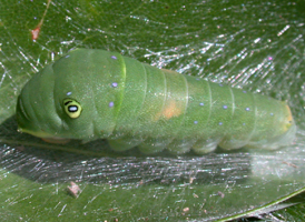 Eastern Tiger Swallowtail
